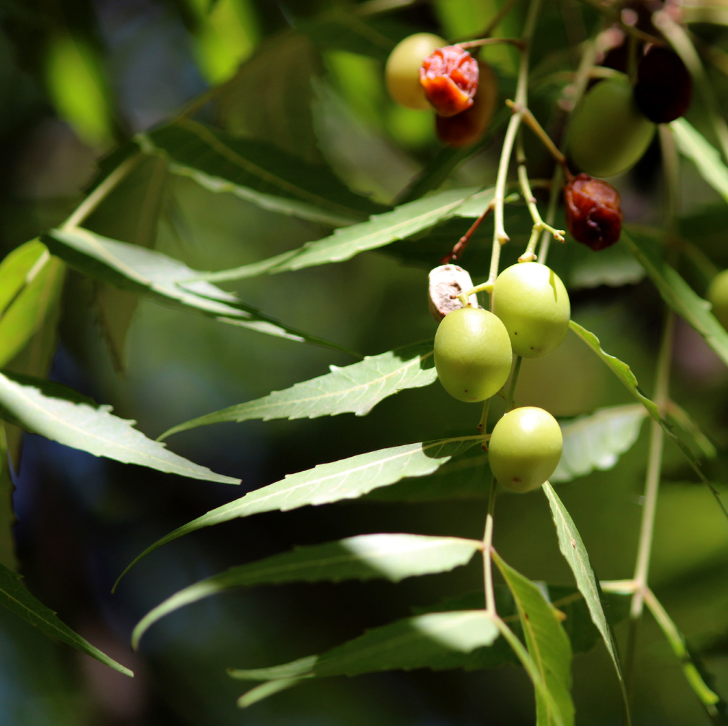 Aceite de neem – Manantial Droguería